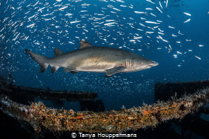 Rough Around The Edges
A female sand tiger shark shows s... by Tanya Houppermans 